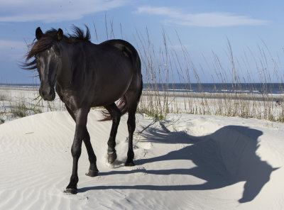 Feral Horse on Cumberland Island, Georgia