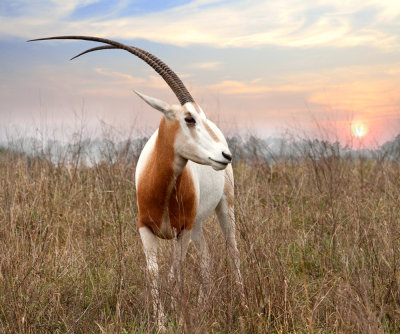  Scimitar-Horned Oryx