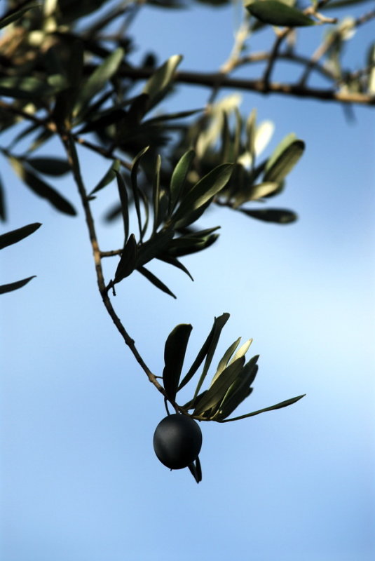 zeytin.jpg