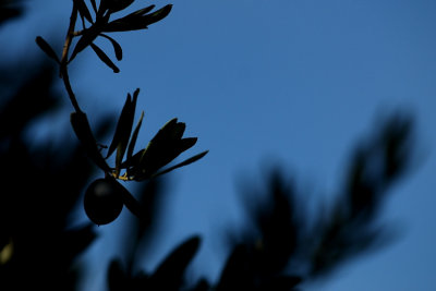 zeytin.jpg