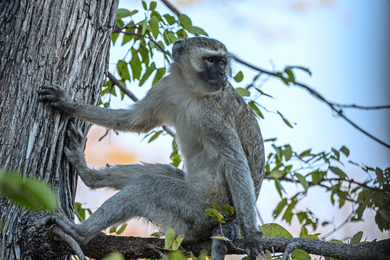 Vervet Monkey