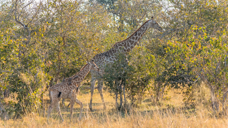 Giraffes