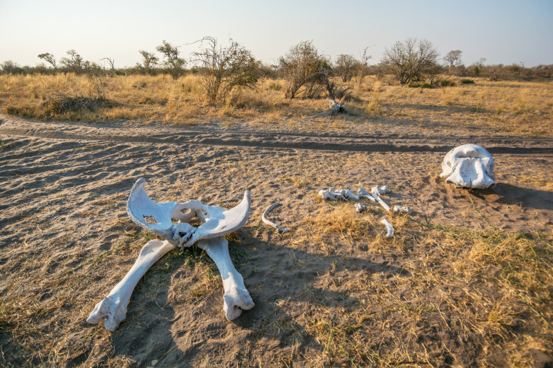 Bleached Elephant bones