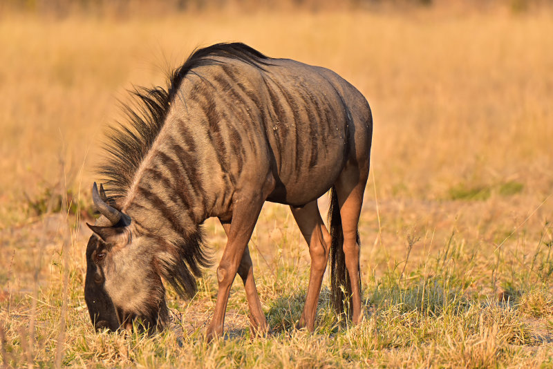 Wildebeest