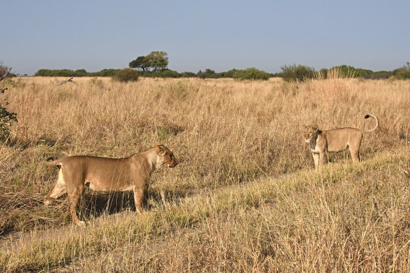 Lions - (females at play)