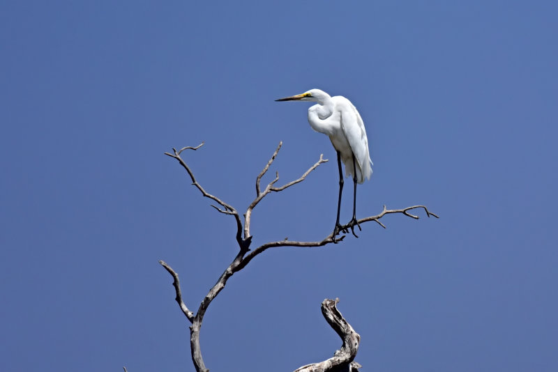 Great Egret