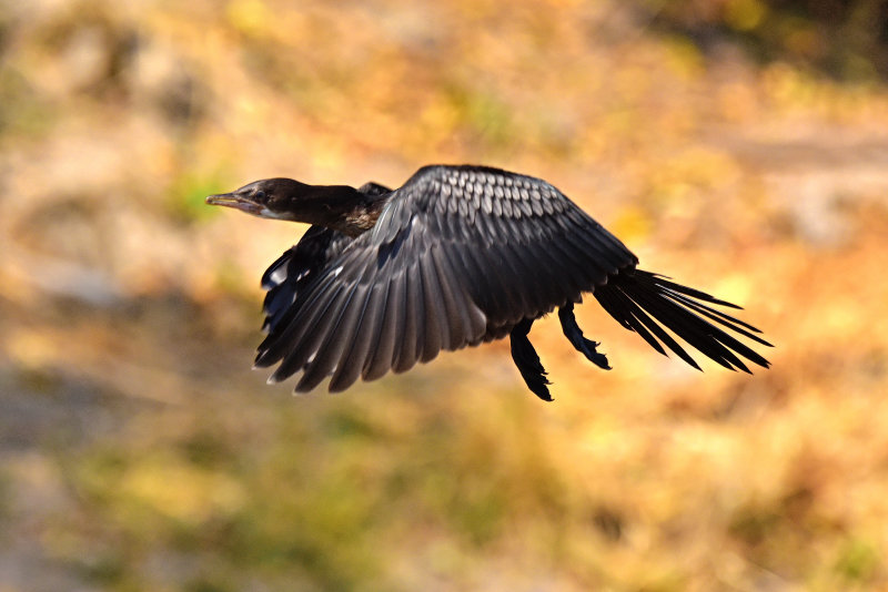 Reed Cormorant