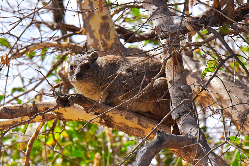 Hyrax above