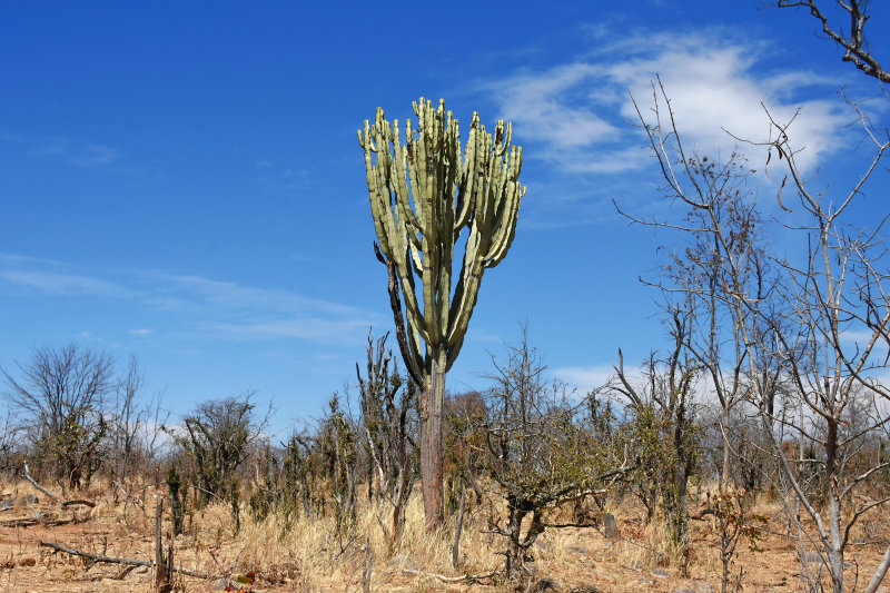 Euphorbia Ingens - Candelabra Tree - Deadly poisonous plant