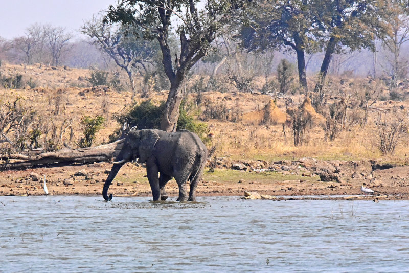 Elephant watering