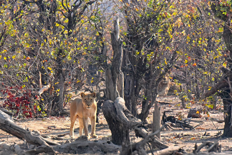 Curious lions - male in background