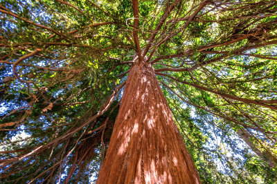 Redwood