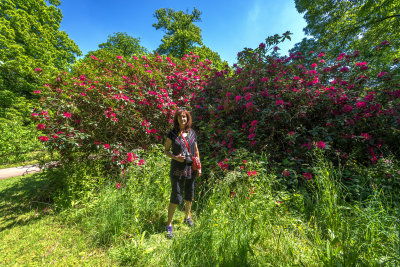 Rhododendron Dell