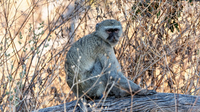 Vervet Monkey