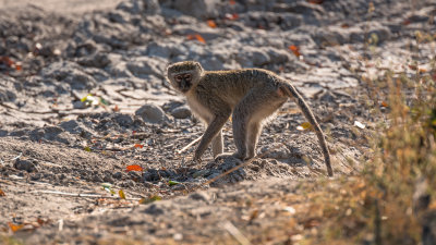 Vervet Monkey