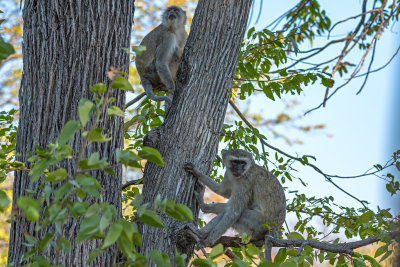 Vervet Monkees