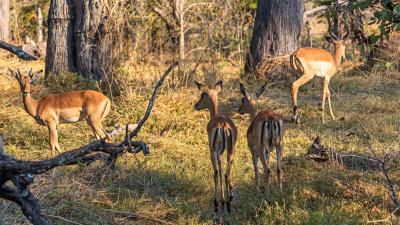 Impala