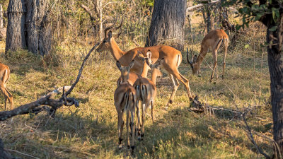 Impala