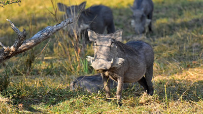 Warthogs