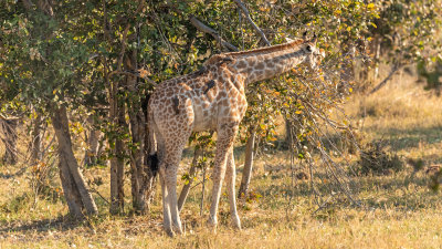 Giraffe with Oxpeckers