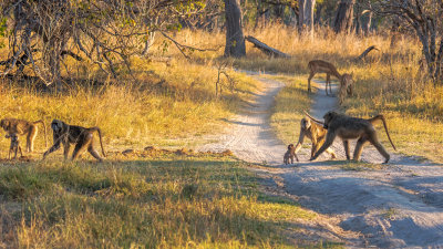 Chacma Baboons