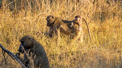 Chacma Baboons