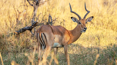 Impala