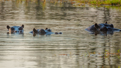 Hippopotamus