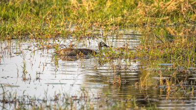 White-faced Ducks