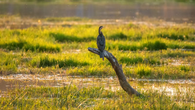African Darter