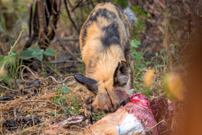 African Wild Dog with Morning Kill