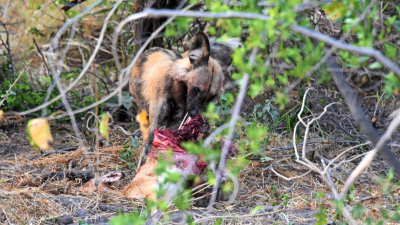 African Wild Dog with Morning Kill