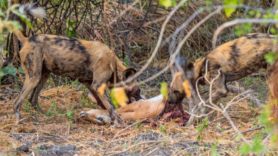 African Wild Dogs Feasting