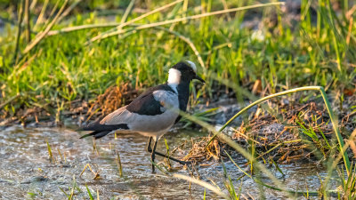 Blacksmith Plover