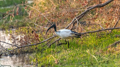 Sacred Ibis
