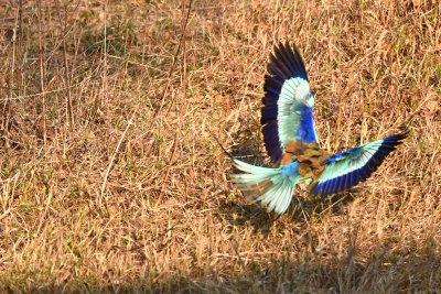 Lilac-breasted Roller