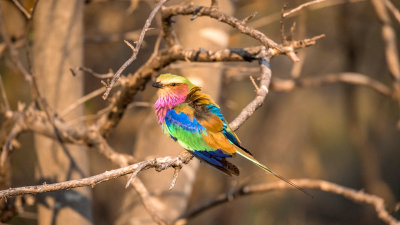 Lilac-breasted Roller