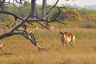 Impala