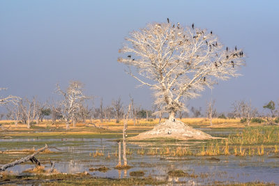 Bird Station
