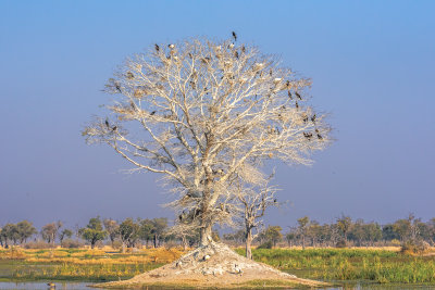 Bird Station