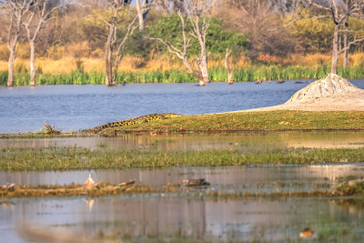 Crocodile on the bank