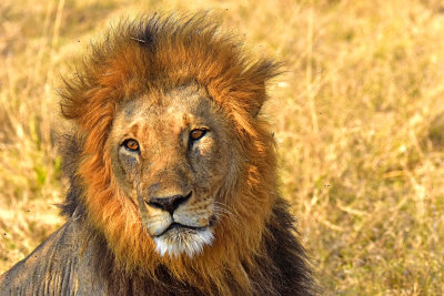 Lion - Male
