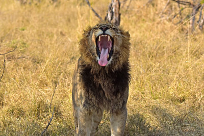 Lion - Male