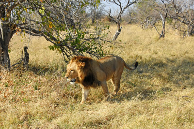 Lion - Male
