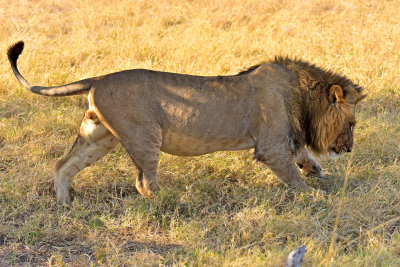 Lion - Male