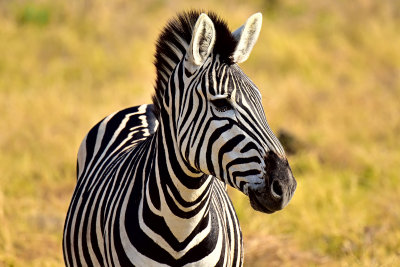 Plains Zebra
