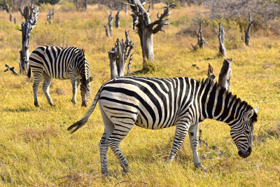 Plains Zebra