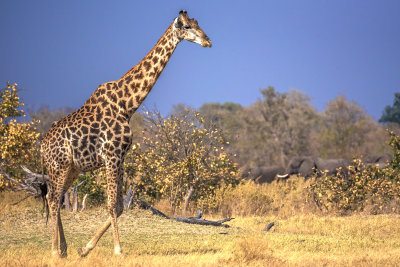 Giraffe