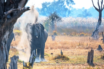 African Elephant Taking A Dust Bath