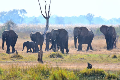 African Elephants
